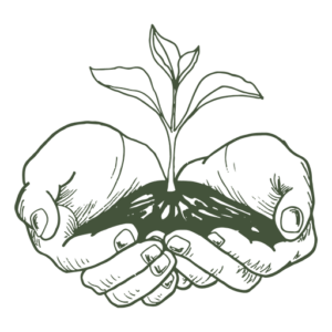 Mullum Co-Op logo mark. Hands holding soil with seedling emerging