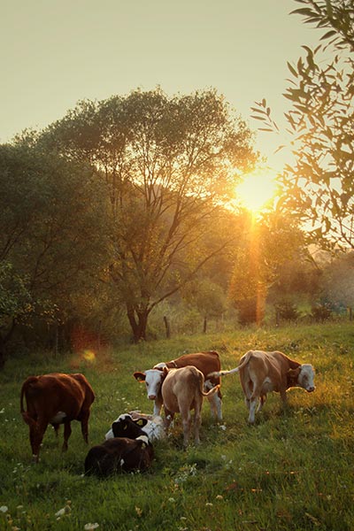 Cows relaxing as the sun sets